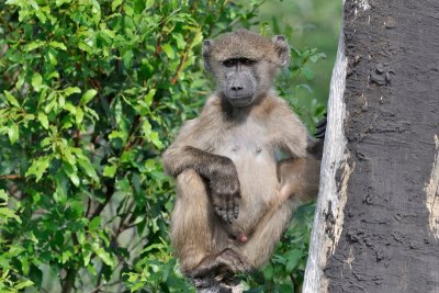Baboon-young - Caprivi - Namibia