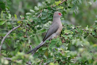 Red-faced Mousebird - Namibia
