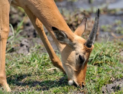 Springbok - Namibia
