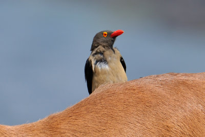 Red-billed Oxpicker