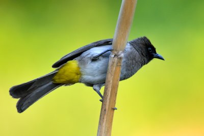 Black-eyed bulbul