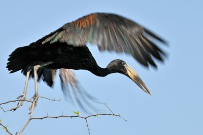 African Openbill stork