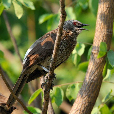 Arrow-marked barbler