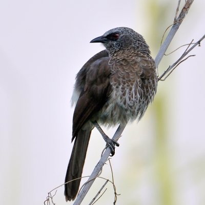 Hartlaubs barbler or Southern White-rumped