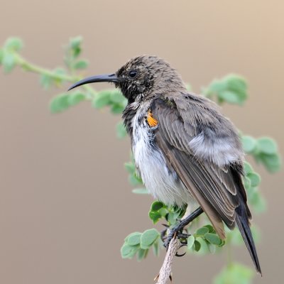 Dusky sunbird - male