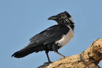 Pied  Crow