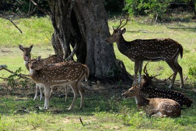 Ceylon Spotted Deer Sri Lanka