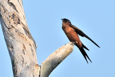Sri Lanka swallow