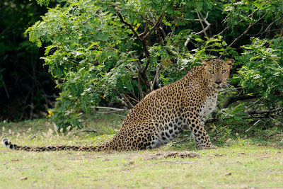 Leopard male - Sri Lanka