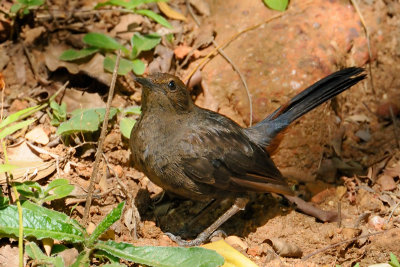 Black-backed Robin - female