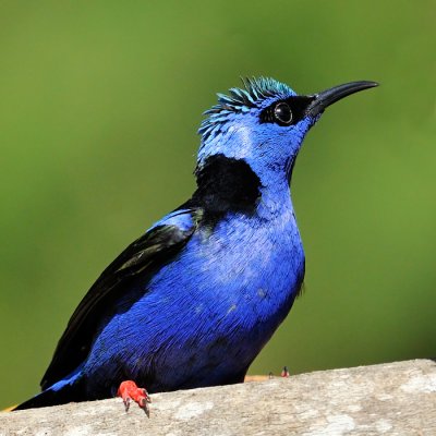 Red-Legged Honeycreeper - breeding