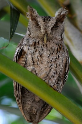 Pacific Screech  Owl