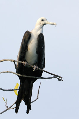 Magnificent Frigatebird