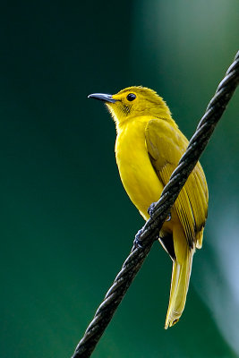 Yellow-browed Bulbul