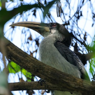 Ceylon Grey Hornbill