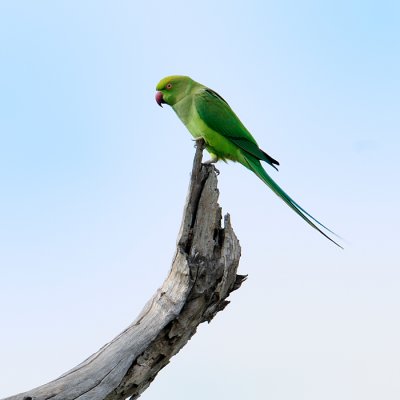 Rose-ringed Parakeet   -   juvenile