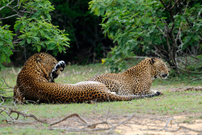 Leopard male and female - Sri Lanka