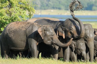Elephand mud bath - Sri Lanka