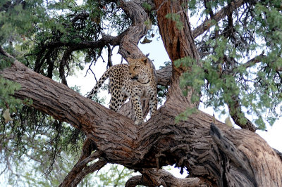 Leopard-Namibia