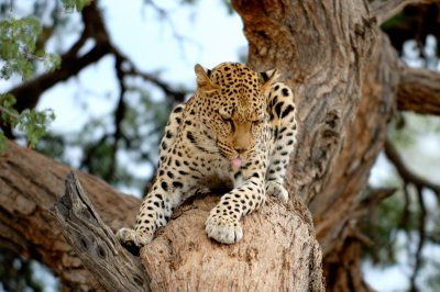Leopard-Namibia
