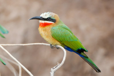 White-fronted Bee-eater