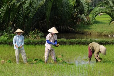 Woman working on the ricefield