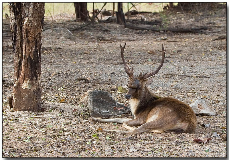 Male Deer - Tiger Temple, Thailand