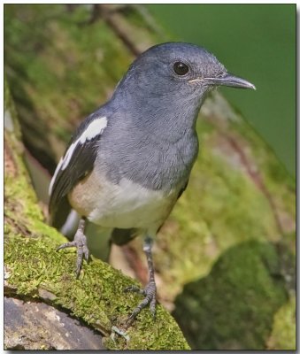 Oriental Magpie Robin - female