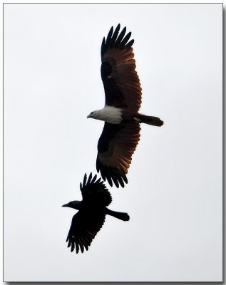 Brahminy Kite & Crow - a pair