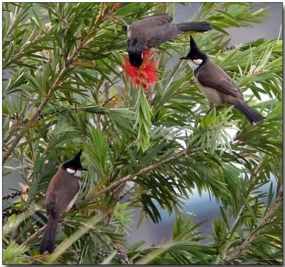 Red-whiskered Bulbuls