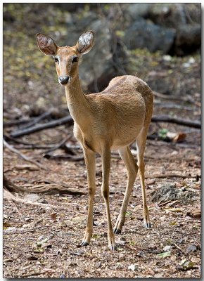 Elb's Deer - Tiger Temple, Thailand