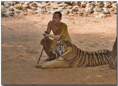 Bengal Tiger - Tiger Temple, Thailand