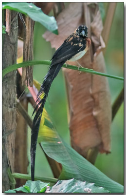 Eastern Paradise Whydah - male with breeding plumage