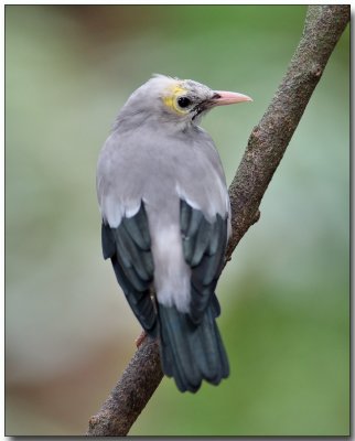 Wattled Starling - non-breeding male