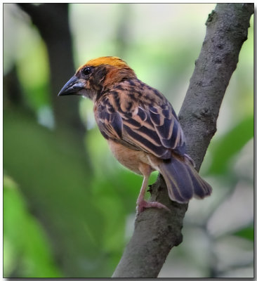 Baya Weaver