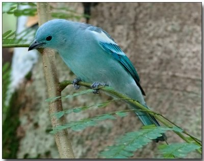 Blue-gray Tanager