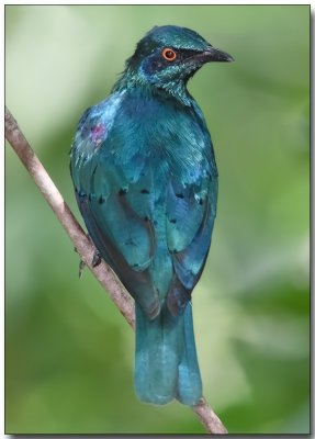 Greater Blue-eared Starling