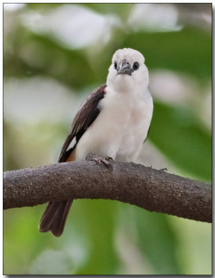 White-Headed Buffalo Weaver