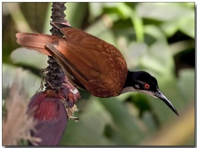 12-Wired Bird of Paradise - female