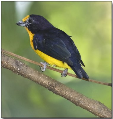 Violaceous Euphonia - Male