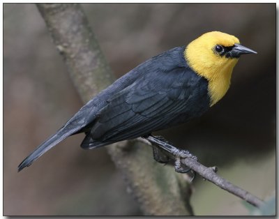Yellow-hooded Blackbird - male