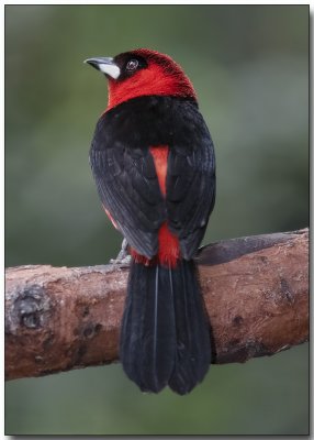 Masked Crimson Tanager