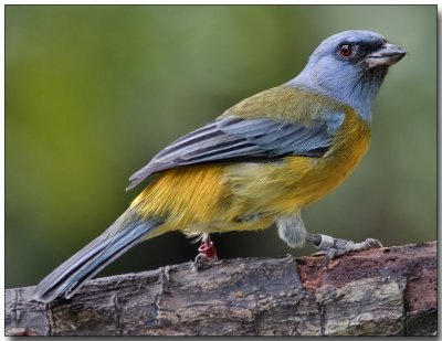 Blue and Yellow Tanager - male