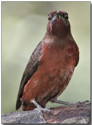 Silver-beaked Tanager - female