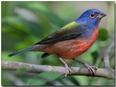 Painted Bunting - male