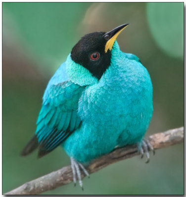 Green Honeycreeper - male