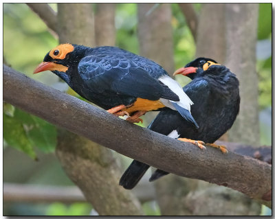 Yellow-faced Myna and Hill Myna