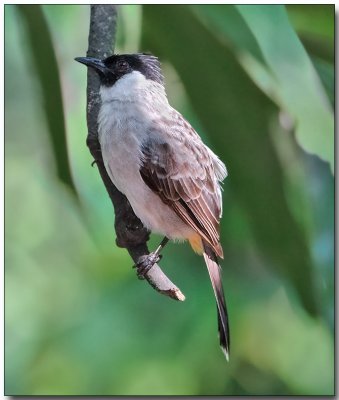 Sooty-headed Bulbul