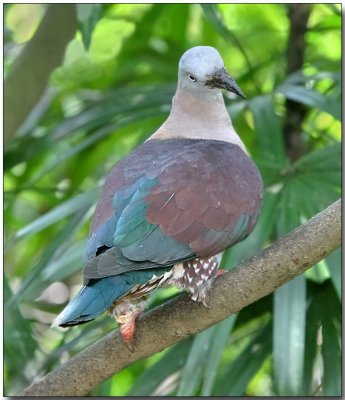 Banded Imperial-pigeon