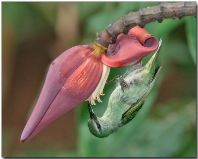 Red-legged Honeycreeper - female